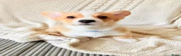 Welsh Corgi Pembroke dogs for sale: Welsh corgi (Pembroke) puppies - Advert 4
