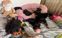 Rottweiler dogs for sale: Rottweiler puppies  - Image 7