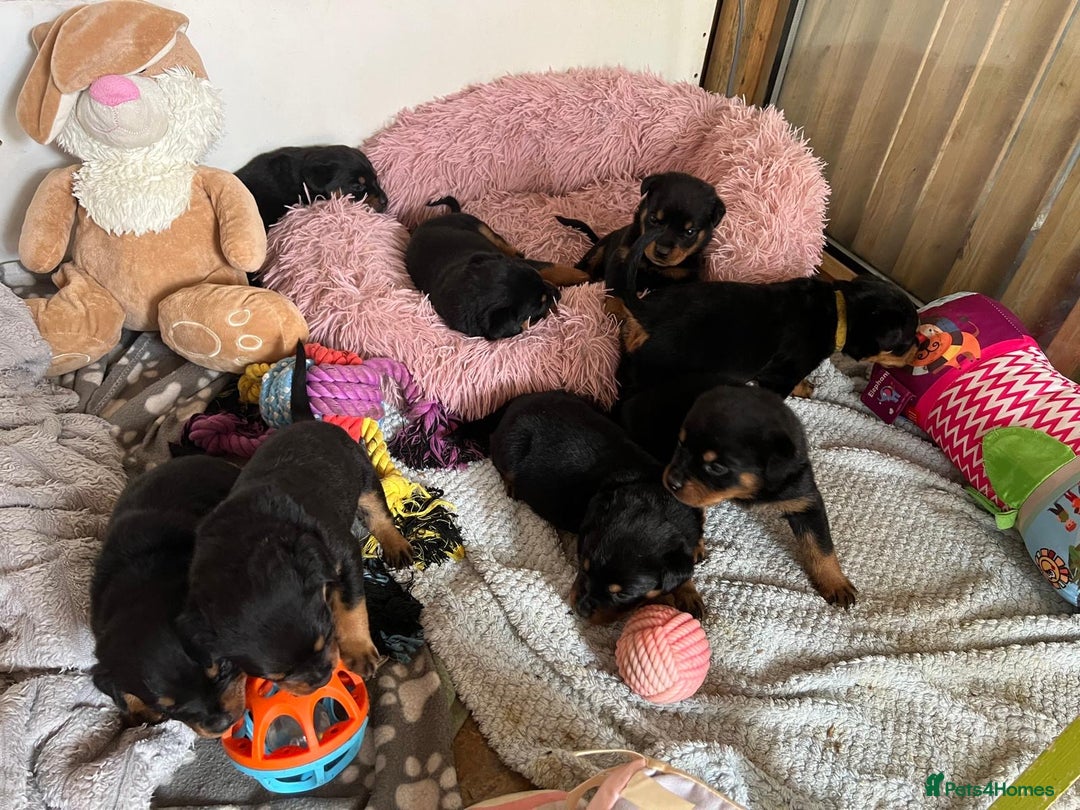 Rottweiler dogs for sale: Rottweiler puppies  - Image 7
