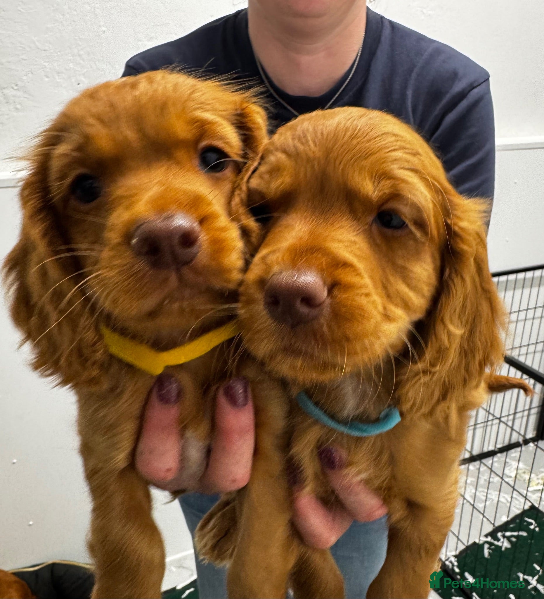 Cocker Spaniel dogs KC, Hereditary Clear,  Cocker Spaniel Pups - Advert 6
