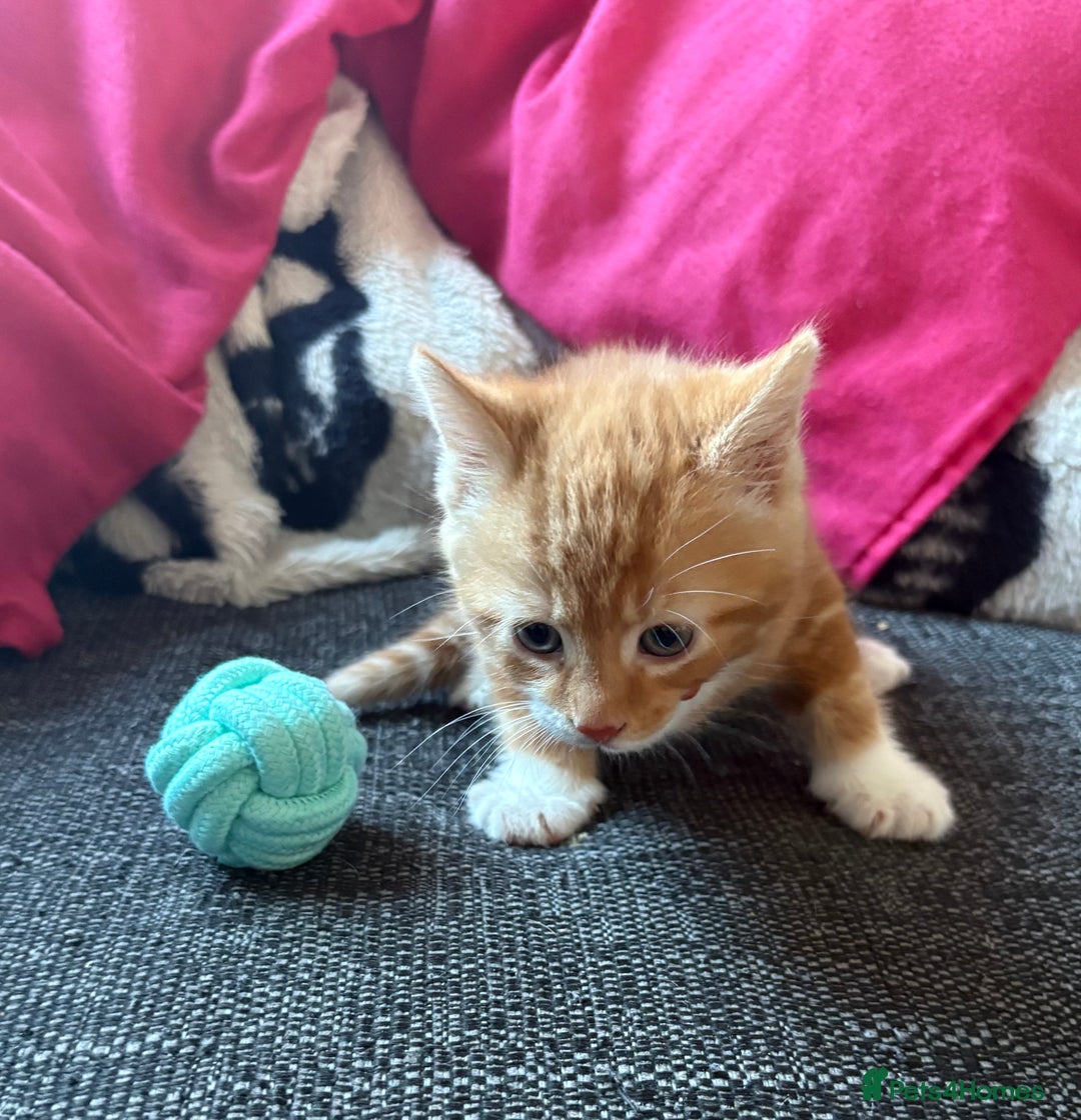 Domestic Shorthair cats for sale: Beautiful kittens looking for forever home - Image 5