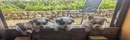 Welsh Corgi Pembroke dogs for sale: KC Registered Pembroke Welsh Corgi Puppies - Advert 2