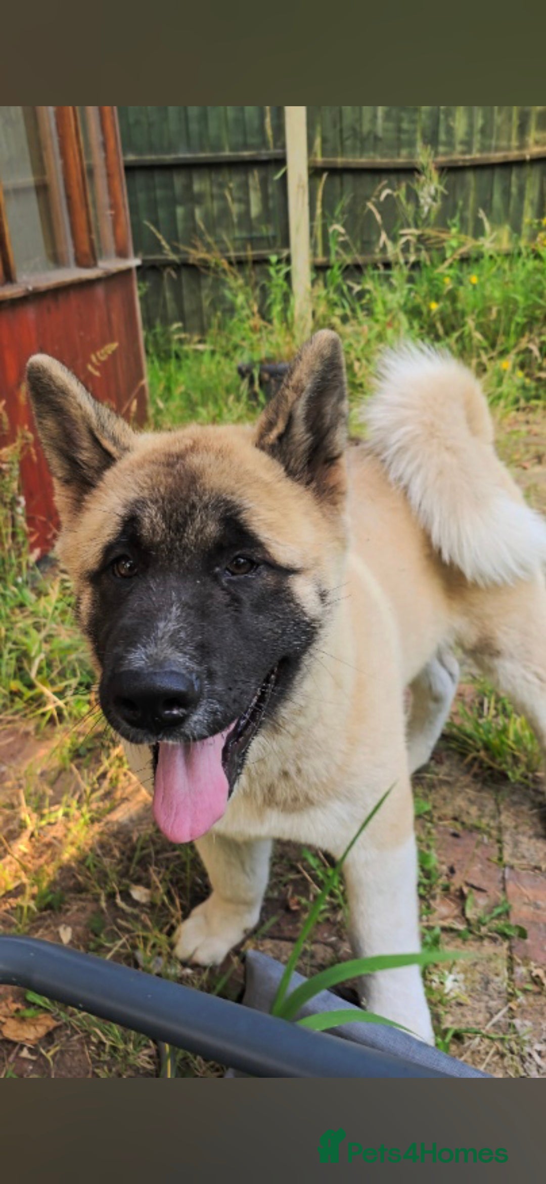 Akita dogs for sale: Gorgeous American Akita Pups for Sale - Advert 26