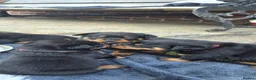 Rottweiler dogs for sale: rottweilers... - Advert 7