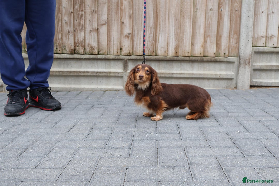 Miniature Dachshund dogs for stud: HASH BROWN ! Smallest long hair stud  - Advert 3