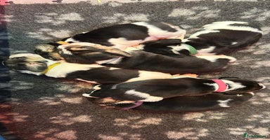 Beagle dogs Beautiful KC registered beagle puppies for sale  - Advert 14