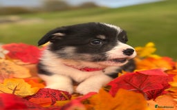 Welsh Corgi Pembroke dogs for sale: Champion Show quality stunning Corgi Puppies - Image 9