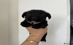 Mixed Breed dogs for sale: Wirehaired Jack Russell X wirehaired dachshund  - Image 7