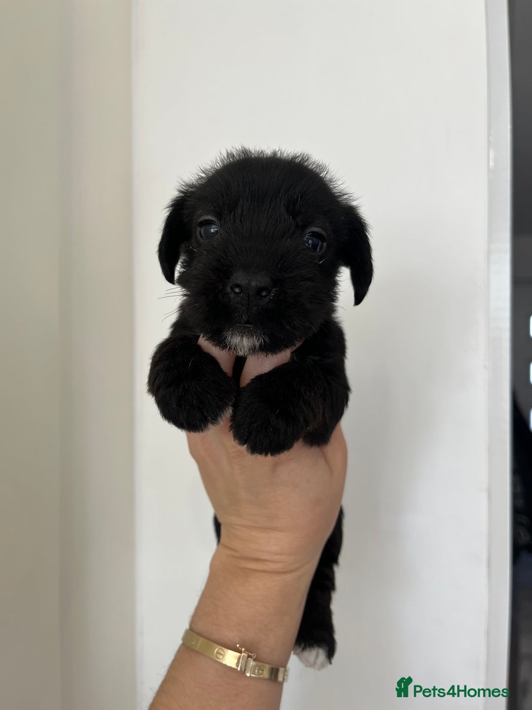 Mixed Breed dogs for sale: Wirehaired Jack Russell X wirehaired dachshund  - Image 7