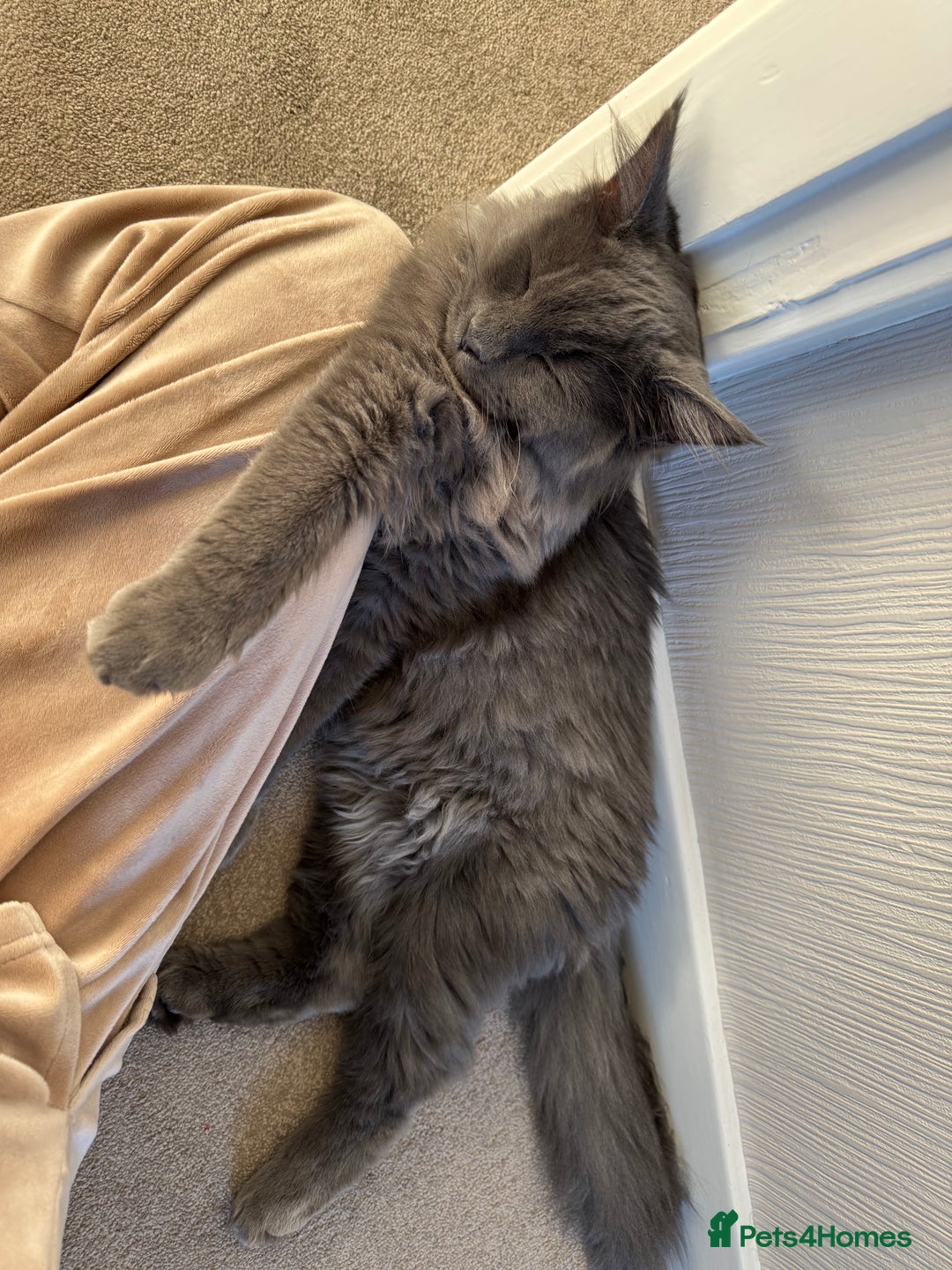 Maine Coon cats for sale: BlueSmoke Male Maine Coon🐾TICA Reg! ACTIVE!!  - Advert 8