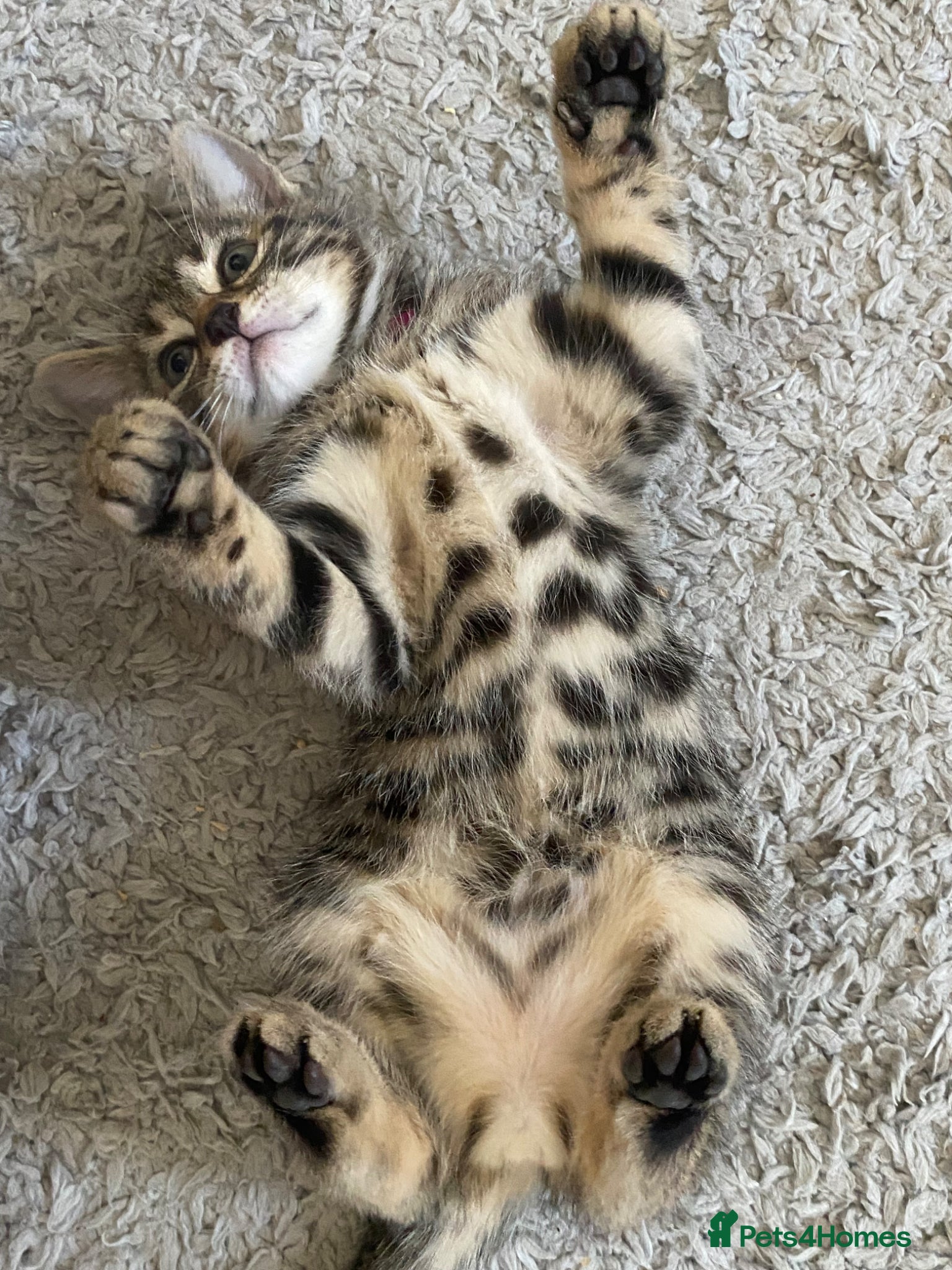 Bengal cats Bengal  - Advert 14