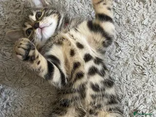 Bengal cats Bengal - Advert 14