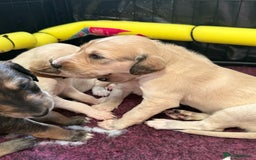 Saluki dogs for sale: Beautiful Saluki (new updated photos)  - Image 25