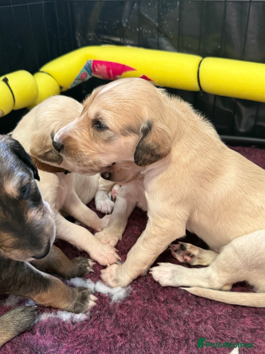 Saluki dogs for sale: Beautiful Saluki (new updated photos)  - Image 25