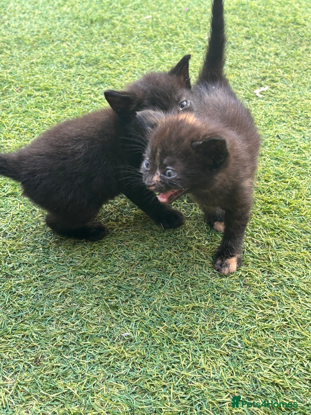Mixed Breed cats for sale: Kittens ready to leave  - Image 3