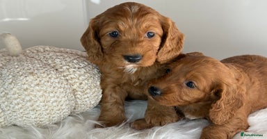 Cockapoo dogs - Advert 5