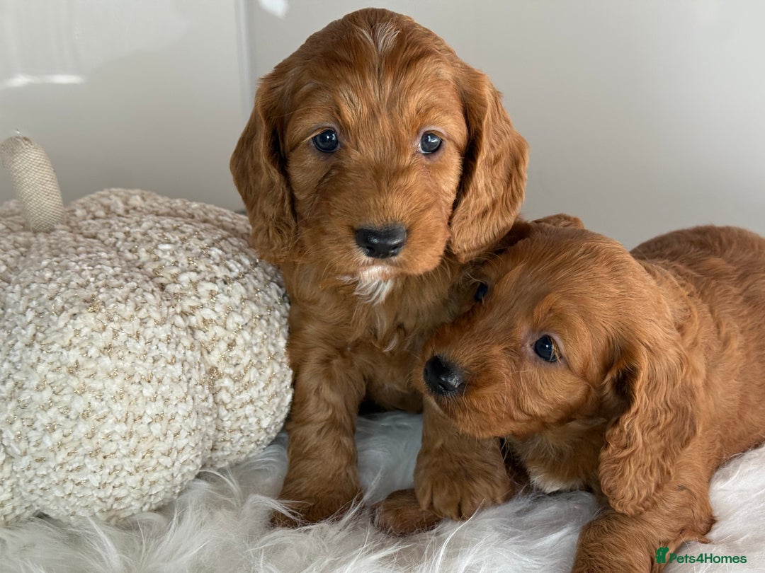 Cockapoo dogs for sale: Deep Dark Red Cockapoo’s  - Image 2