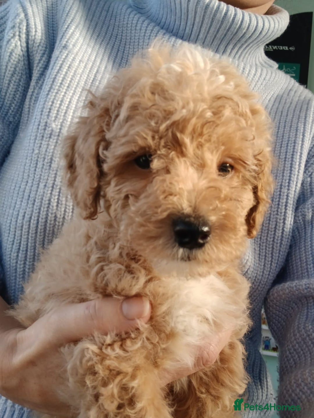 Goldendoodle dogs for sale: Mini Goldendoodle boy - Advert 8