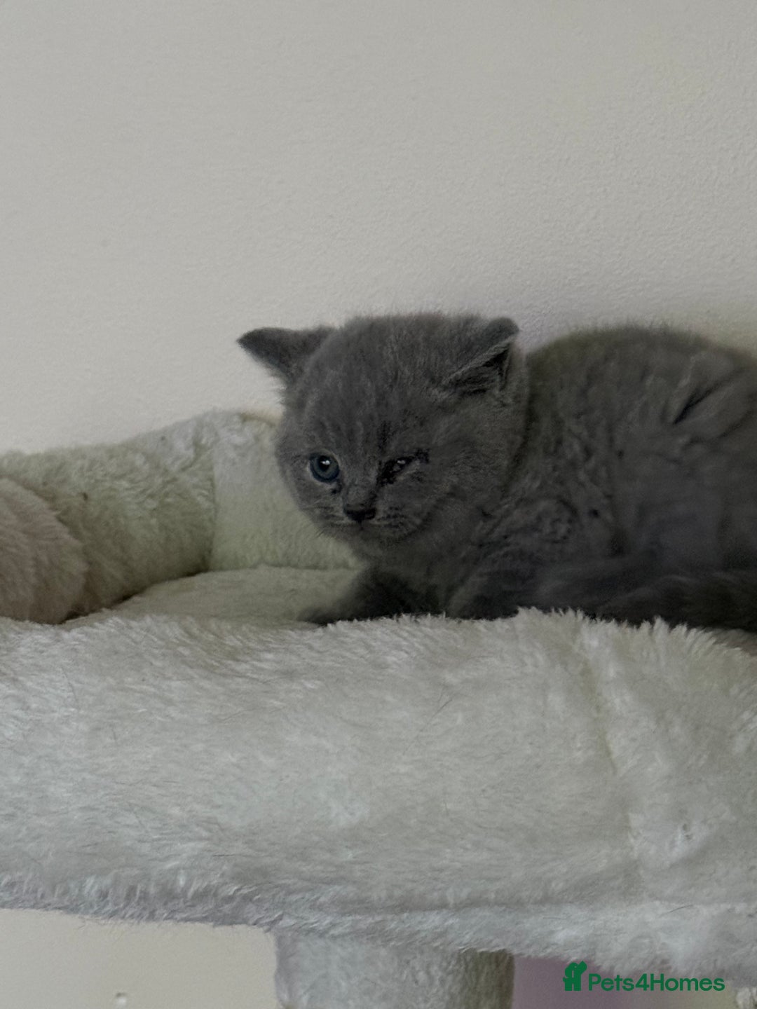 British Shorthair cats for sale: british shorthair kittens  - Advert 26