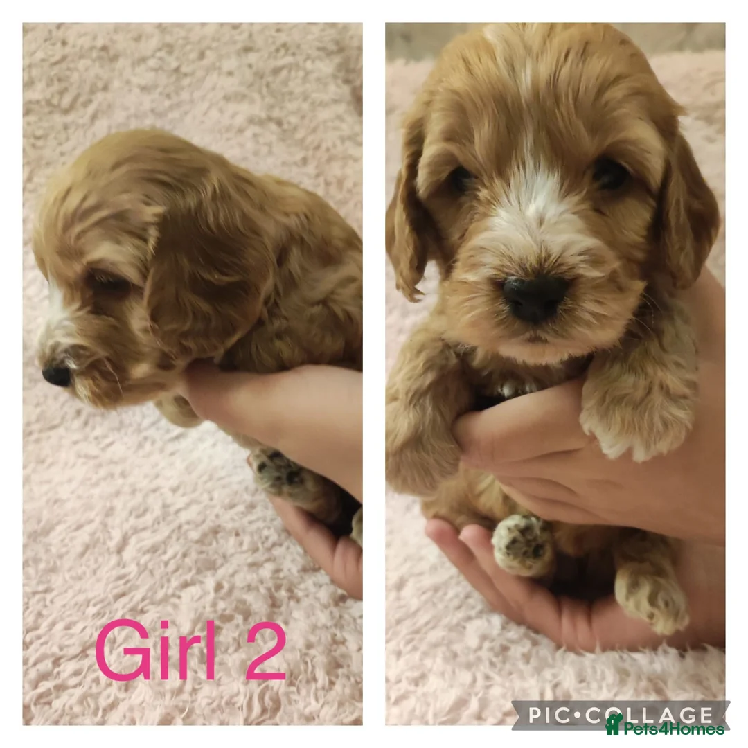 Miniature Poodle dogs for stud: Red Miniature Poodle Stud package Available  in Southampton - Advert 29