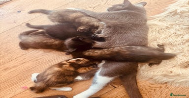 Mixed Breed cats - Advert 11