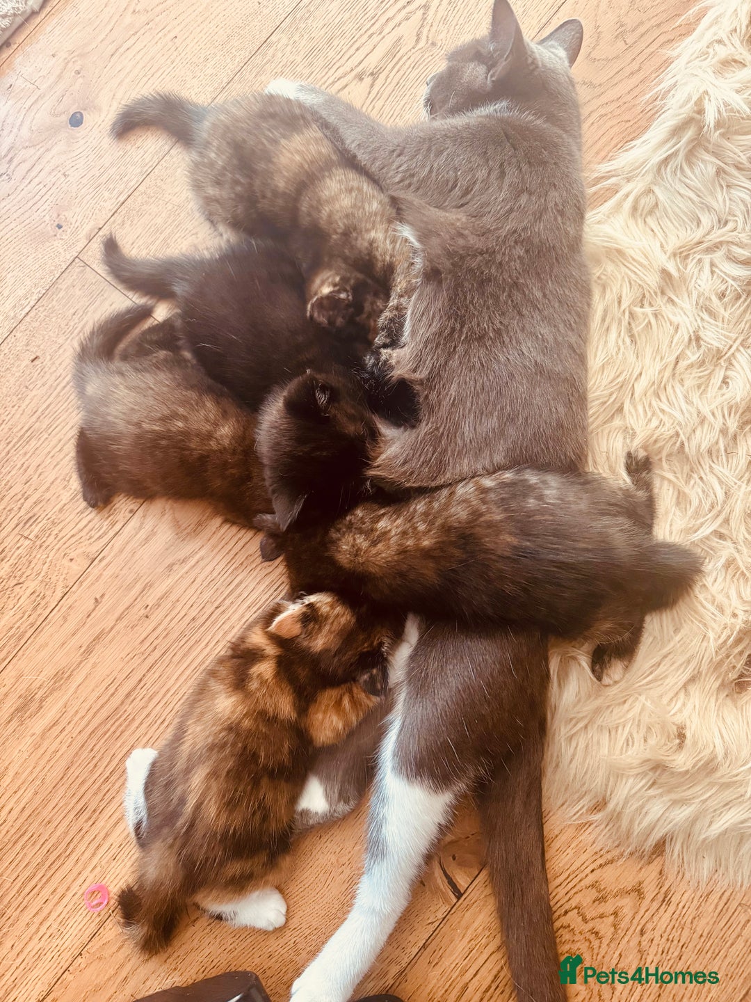 Mixed Breed cats for sale: Kittens - Image 5