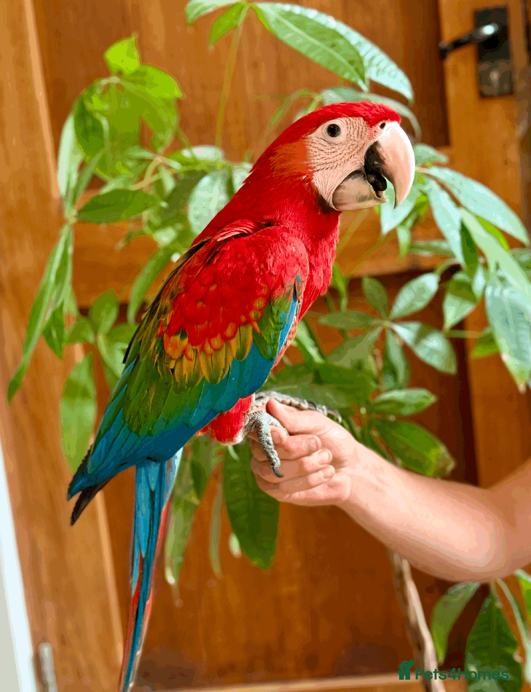 Macaws birds for sale: A fantastic selection of Macaws  - Image 2
