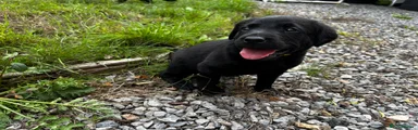 Labrador Retriever 3