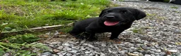 Labrador Retriever dogs for sale: Working line Labrador puppies in Totnes - Advert 4