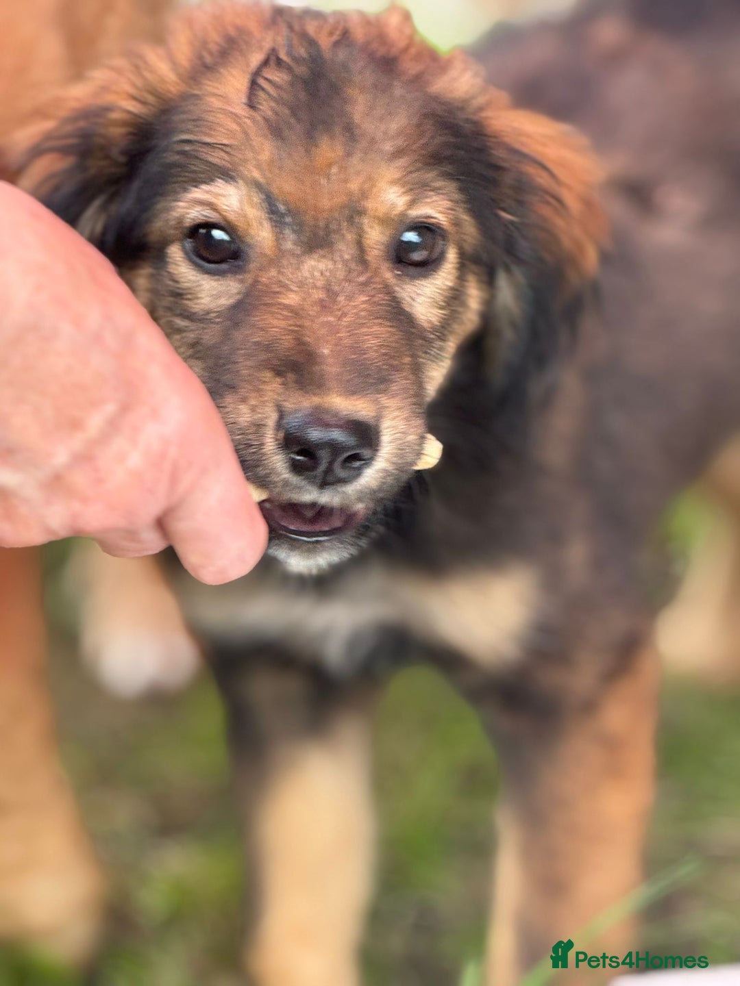 Mixed Breed dogs for adoption: RITA – a Superb young Girl for a Loving Home - Advert 19
