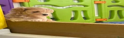 Maltipoo dogs for sale: Adorable Maltipoo Boys  - Advert 16