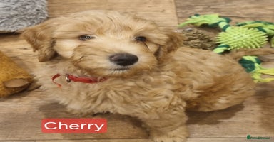 Labradoodle dogs - Advert 14