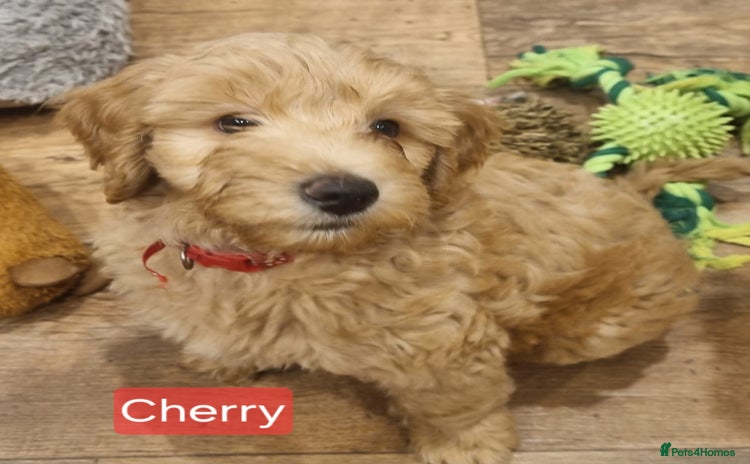 Labradoodle dogs - Advert 1