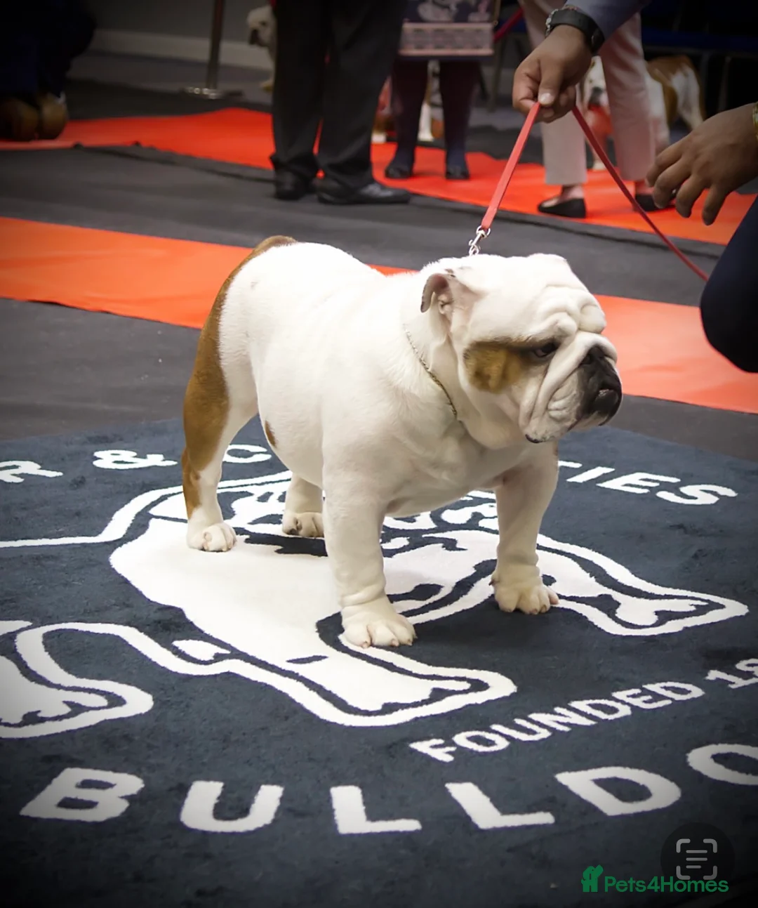 English Bulldog dogs for stud: 🌟🌟🌟UK CHAMPION ROSEBULLS RALPH🌟🌟🌟 in Rushden - Advert 2