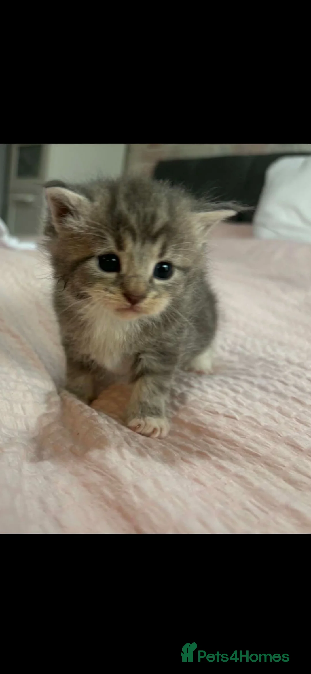 Mixed Breed cats for sale: Gorgeous Mainecoon x Bengal - Advert 24