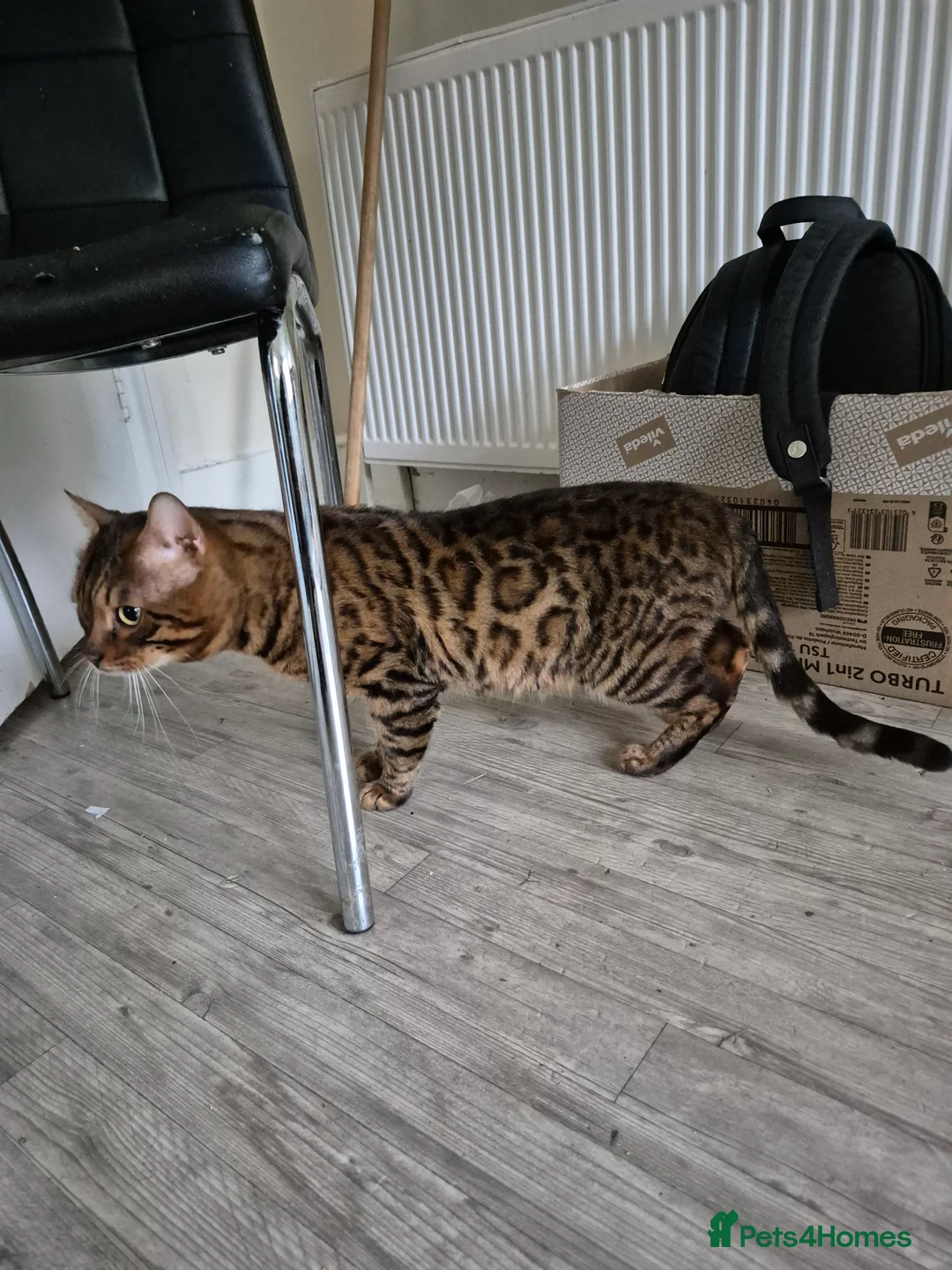 Bengal cats for sale: 5 generation pedigree active tica stud Bengal male - Advert 5