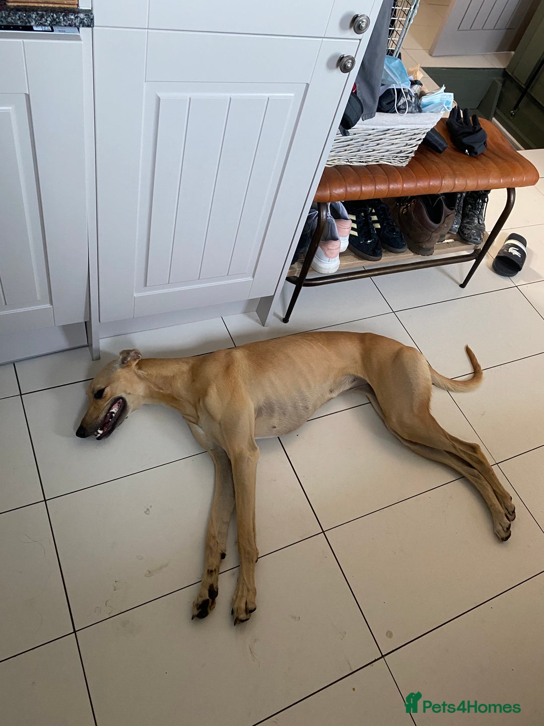 Mixed Breed dogs for sale: Lille  - Image 4