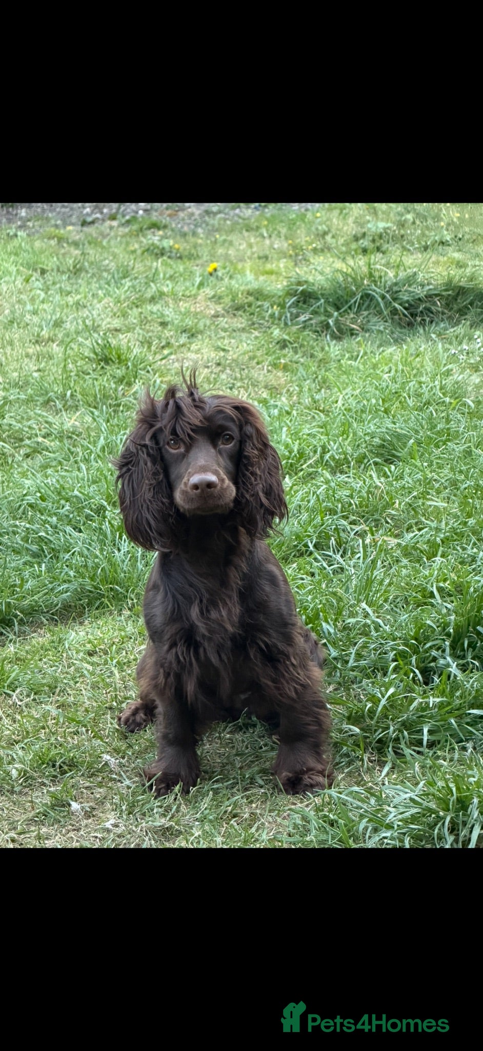 Cocker Spaniel dogs Working cocker spaniel puppies  - Advert 1