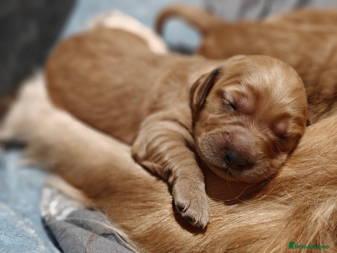 Mini Goldendoodle dogs for sale: Superb home-bred F1 Mini Goldendoodle GIRL - Advert 31