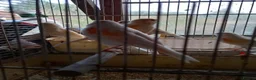 Canaries birds for sale: Canaries  for  sale  in Uckfield - Advert 4