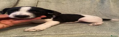Jack Russell 4