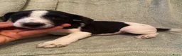 Jack Russell dogs for sale: Jack Russel terrier  in Ferndown - Advert 7