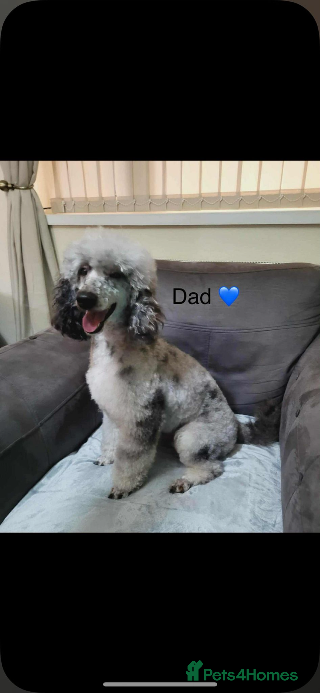 Cavapoo dogs for sale: Cavapoos ready 22nd January  - Advert 20