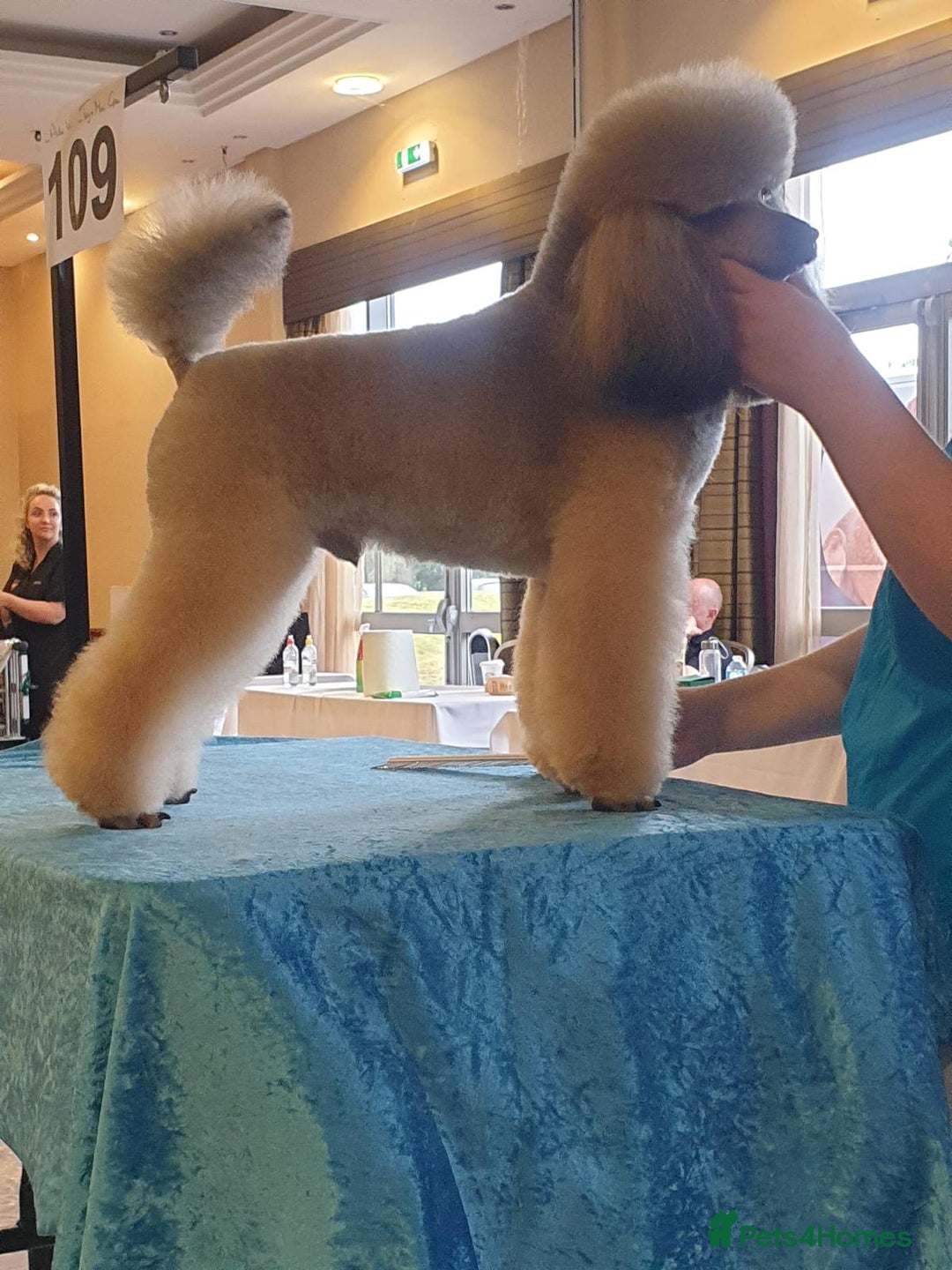 Toy Poodle dogs for stud: Kennel club registered Toy poodle in Hoddesdon - Image 4