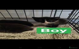 Ragdoll cats for sale: Ragdoll cross kittens  - Image 10