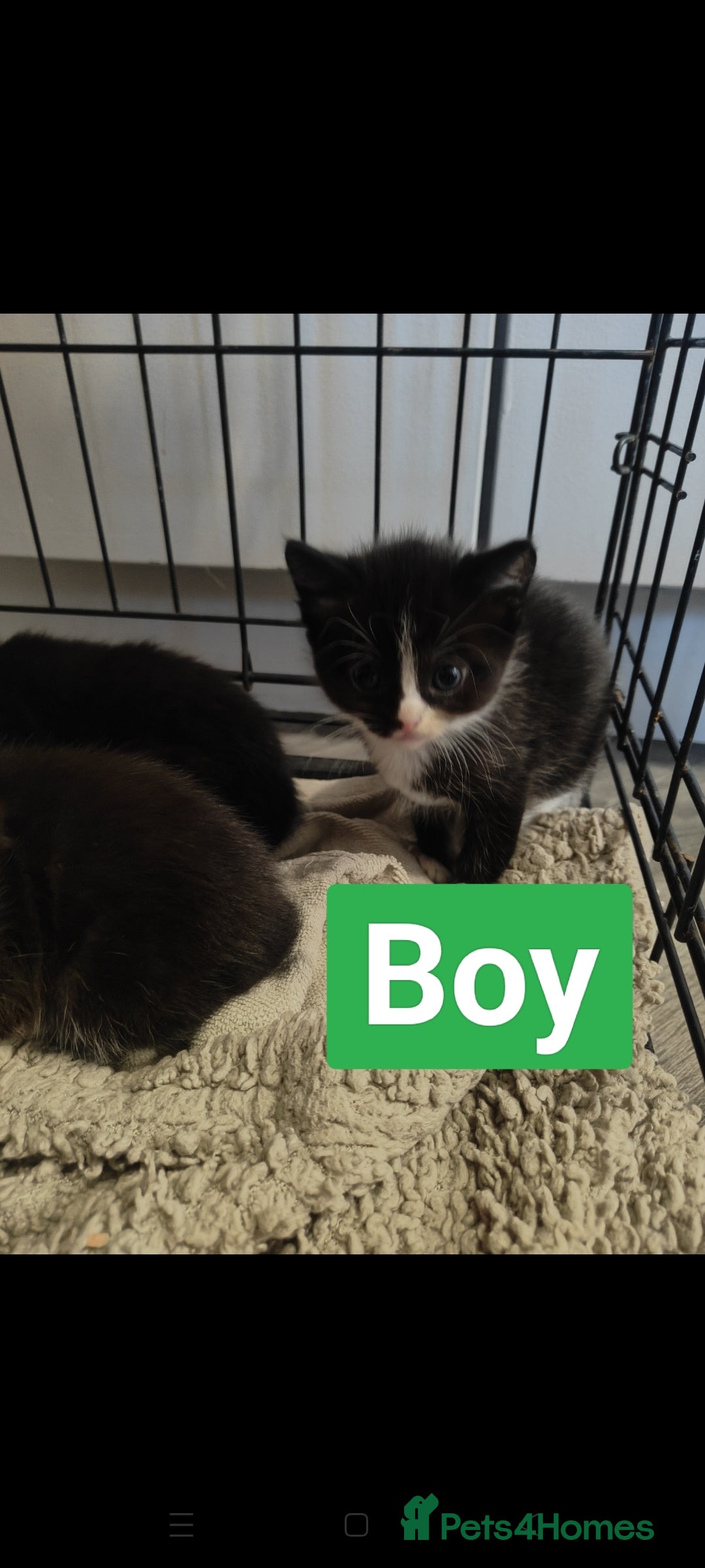 Ragdoll cats for sale: Ragdoll cross kittens  - Image 10