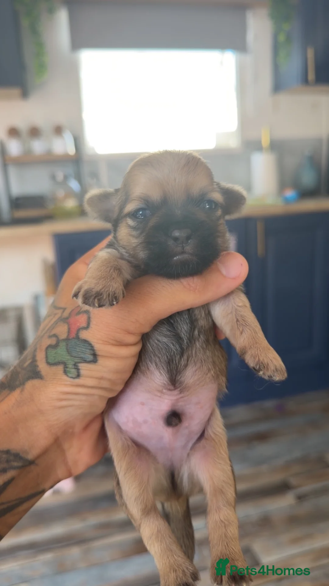Shih Tzu dogs for sale: 4 Gorgeous boy imperial Shih Tzu  - Advert 1