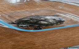 Turtle reptiles for sale: River cooter turtle - Image 4