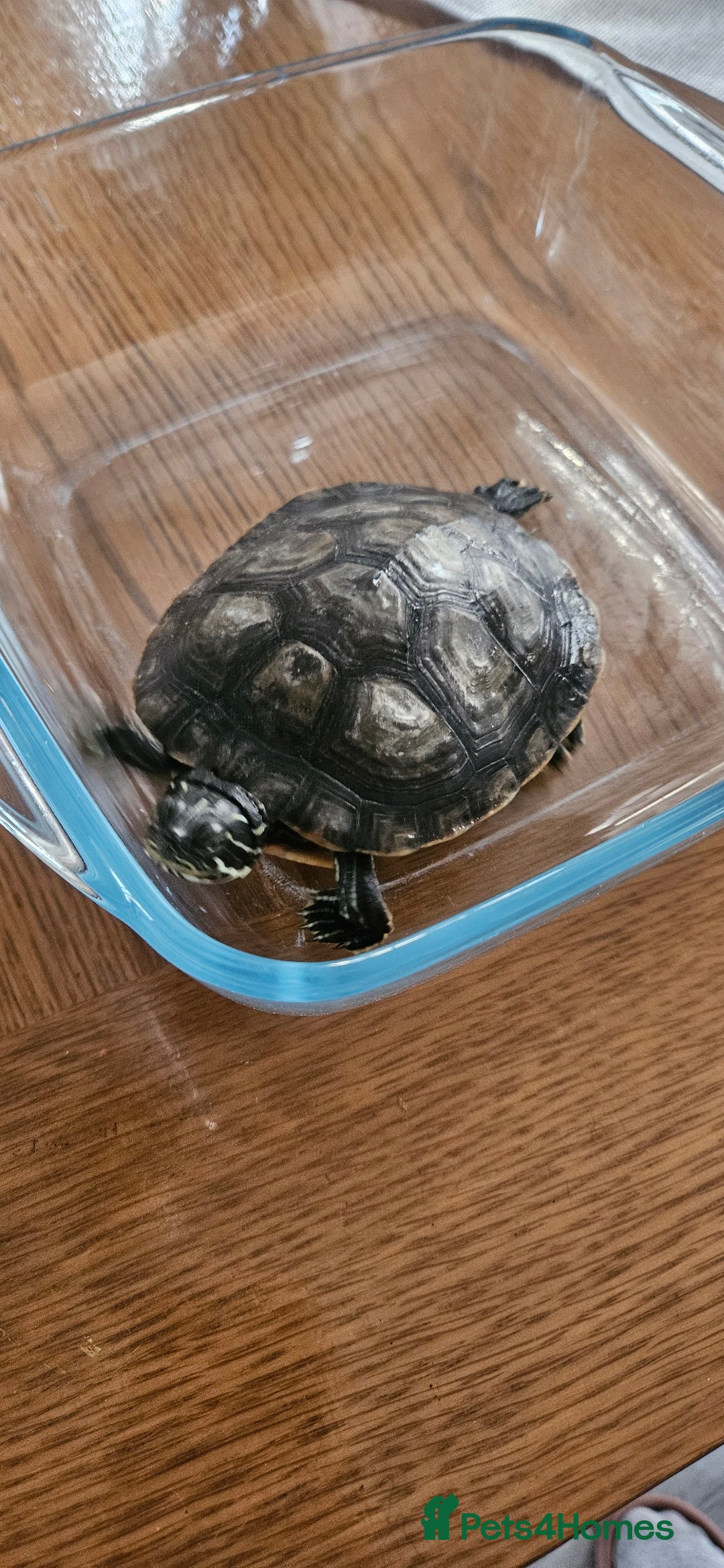 Turtle reptiles for sale: River cooter turtle - Image 4