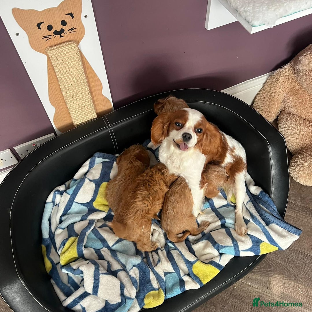 Cavapoo dogs for sale: Beautiful tiny cavapoo pups - Image 4